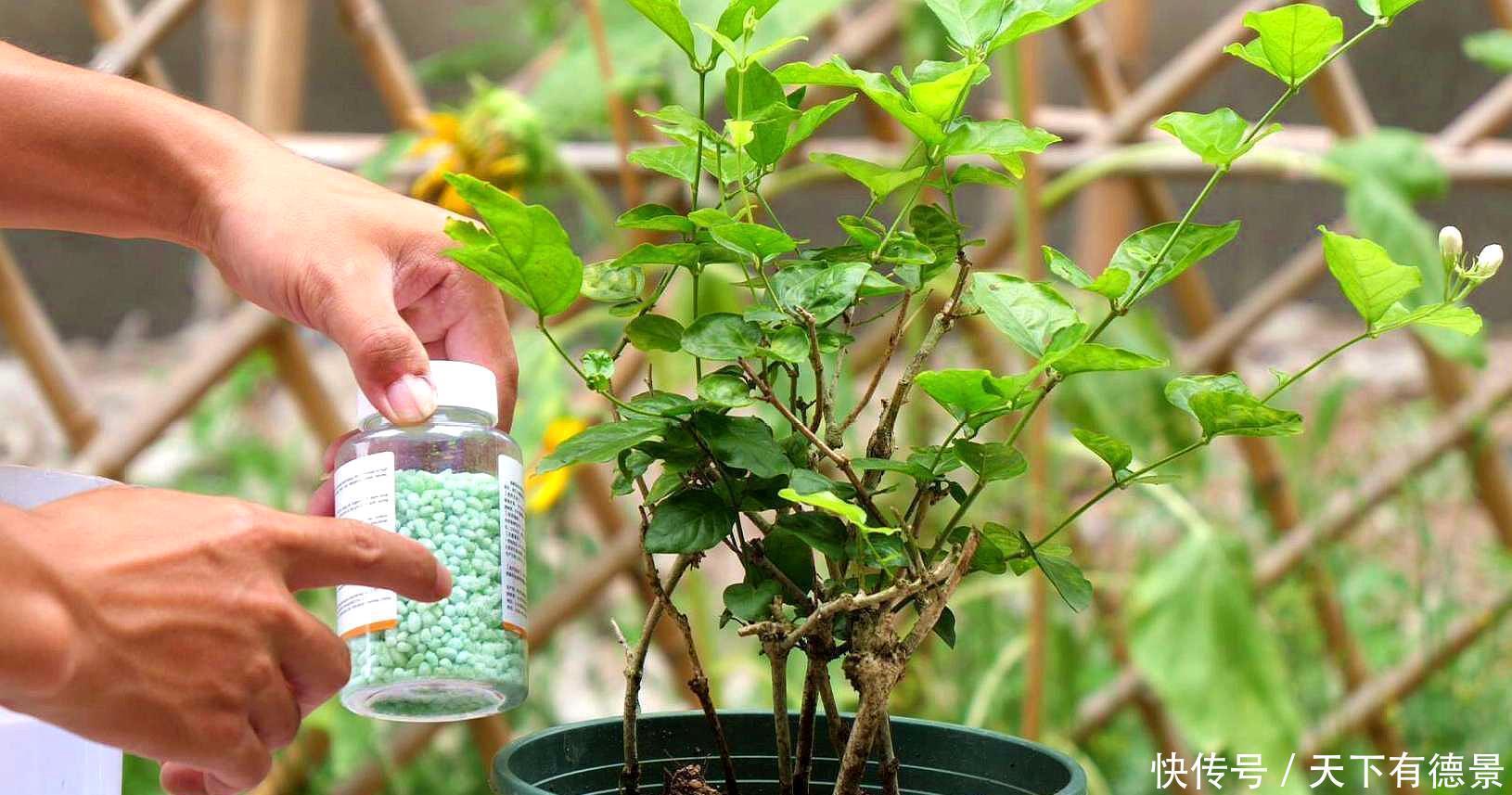 夏天|茉莉在夏天,预防3个错,黄叶不长个?浇点“铁水”就好了