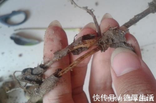肉质|4种怕水的绿植,你越懒越不浇水,反而长得更好,浇水就烂根!