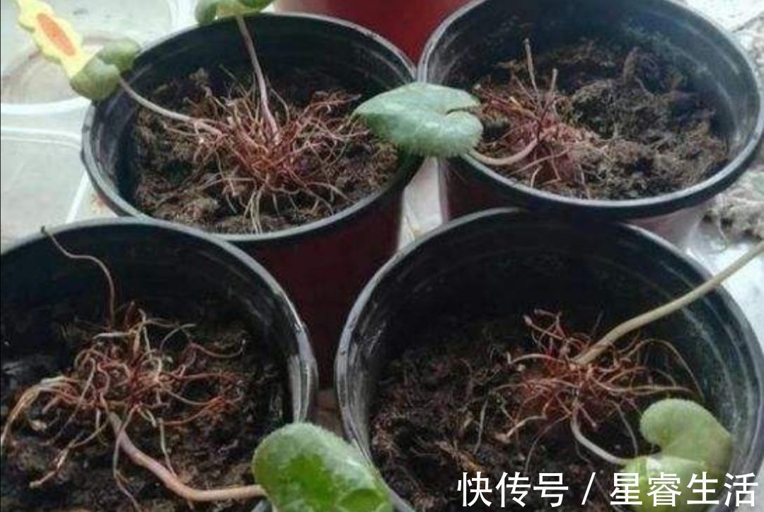 休眠|夏天3种花要休眠,要给它控水停肥,不然容易发生腐烂