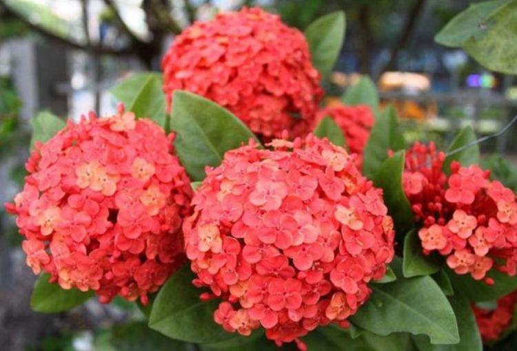 阳台养花，不妨养这3款植物，给点阳光就灿烂，花开满盆！