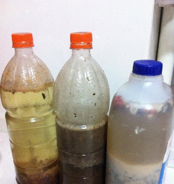 秋冬土里掺点它,君子兰,蟹爪兰,疯狂开花,叶子绿出油