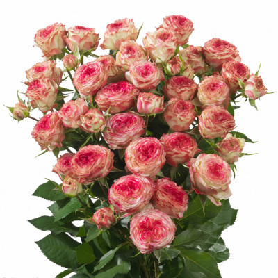 房子|无论房子有多大,6种盆栽要有,天再冷冻不死,满屋子飘香