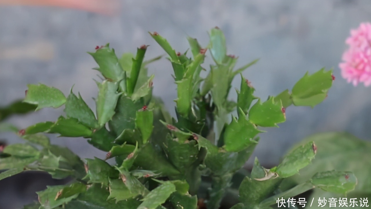 新叶|别让蟹爪兰开花了！想让叶子肥嘟嘟，长势好，现在就要这样养