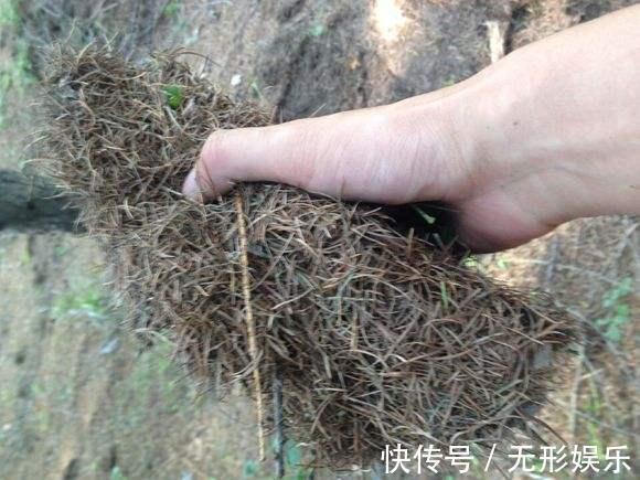 4种料，垫在花盆里，半年不用施肥，花卉照样旺盛又健壮