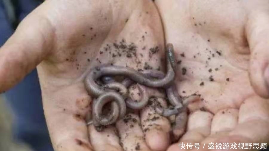 一放一收,这钓法果然是对付“黑鱼”的利器,够狠!