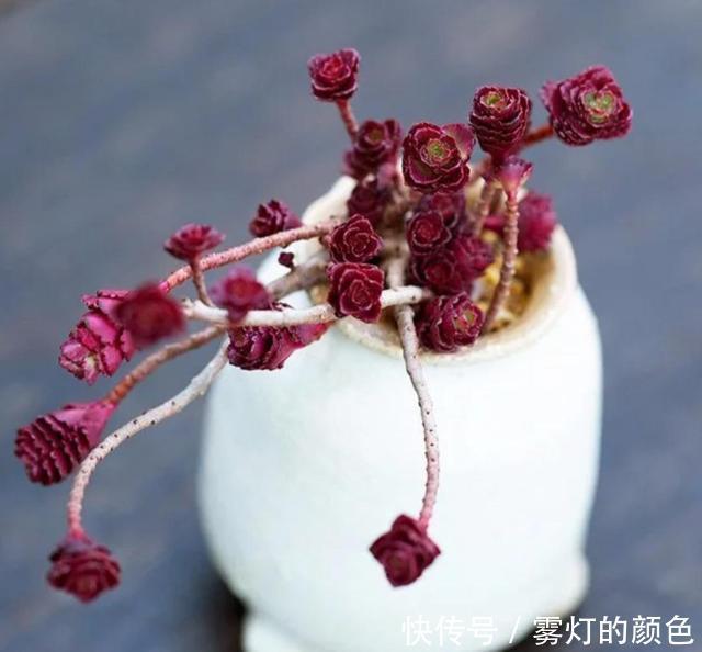 8款红色系多肉,阳台载几盆,家里红火又喜庆