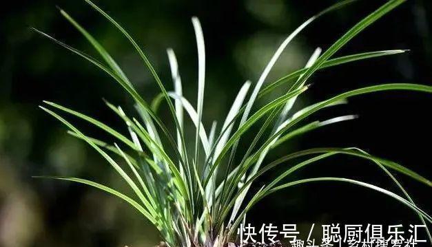 用草木灰养兰花,效果究竟怎样?用对的兰苗旺盛,用错就烂根腐苗