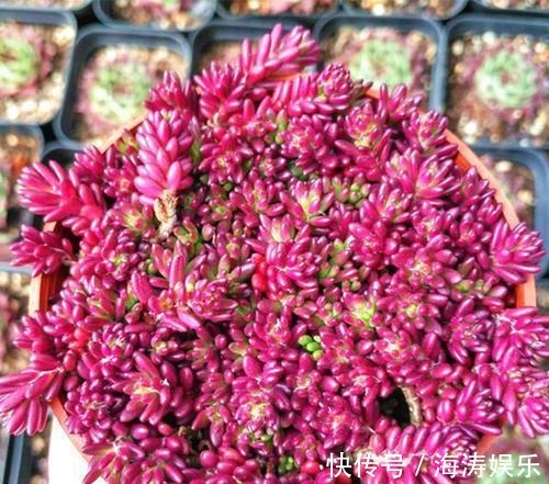 花盆|急性子养这6种“多肉”,长的快,状态美,半年就能长爆盆