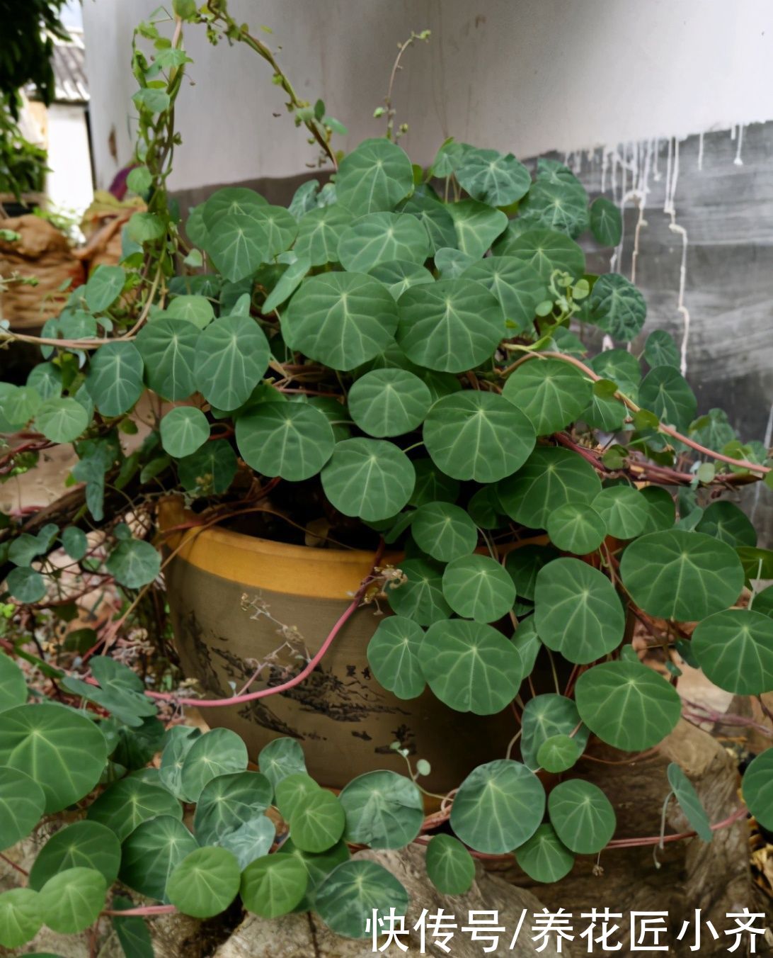 养死|养花入门很简单，记住“久病成医”，真正爱花，才能变成养花高手