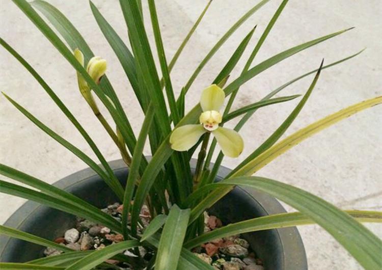 养兰花,给它喷点“生根水”,大白根直冒,长得肥肥壮壮!