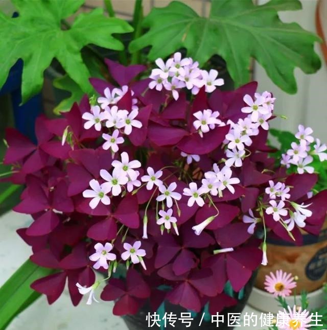 别养绿萝了,这20种耐阴植物,养在家里更合适!