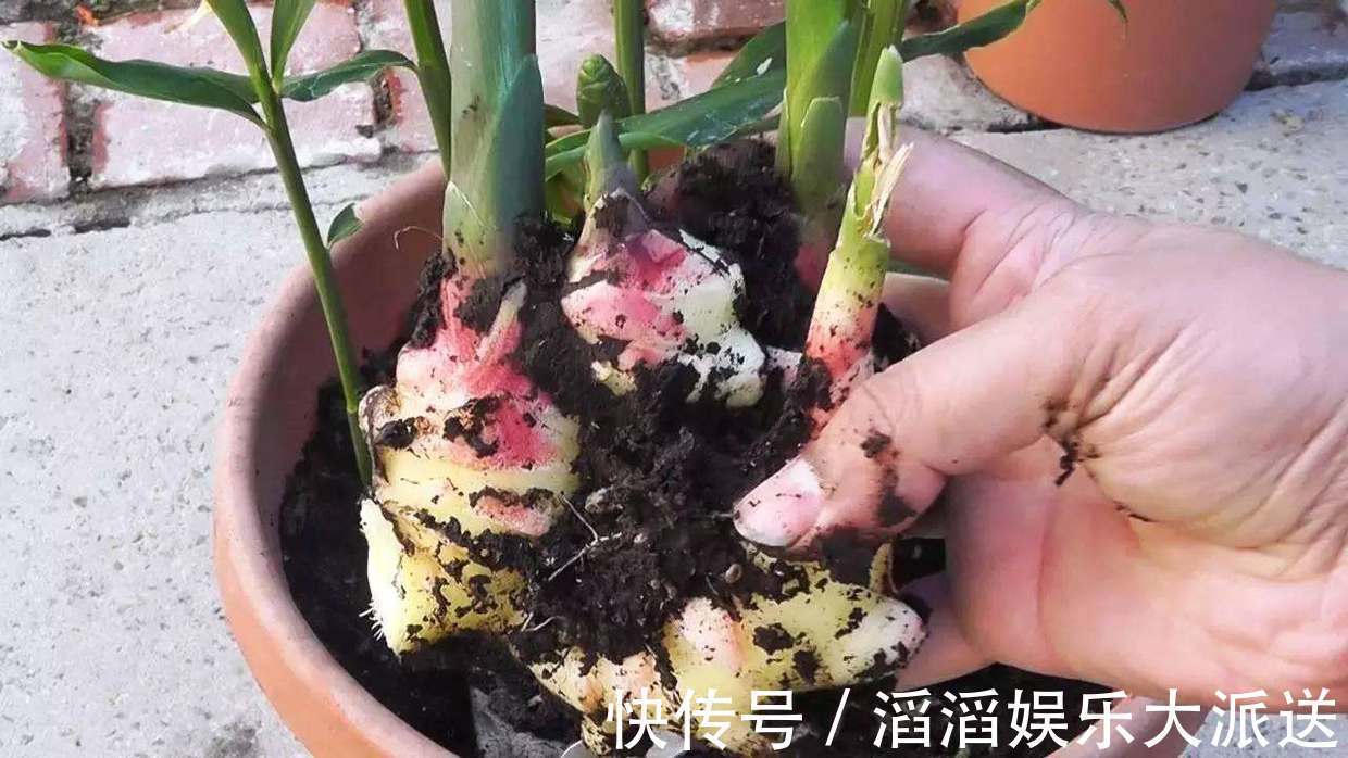 冬天怎能缺的了“它”，扔在水里还能发芽，几月就能长成老桩