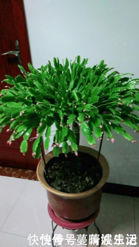 休眠期|蟹爪兰叶子“软塌塌”？教你做3步，嗖嗖冒新叶，入冬花朵爆盆