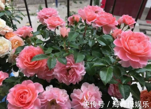 长势|越剪越旺的“3种花”，开花多到爆盆，不见叶子只见花，美！