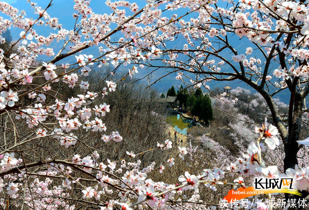 「高清组图」花开燕赵·美丽河北｜花开天桂山