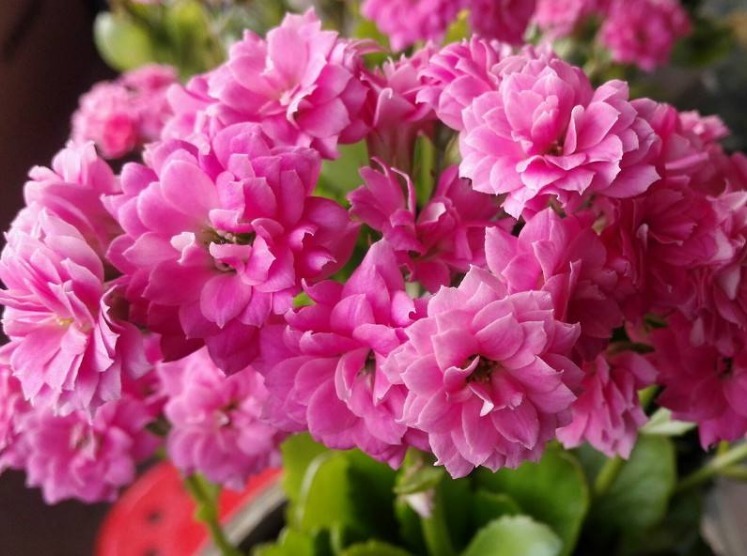 长寿花很难开爆盆，“4种”技巧掌握了吗学会了，花朵惊艳美丽