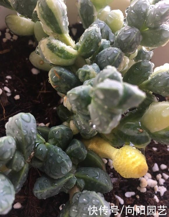  海棠|鹿角海棠变色了，绿叶变黄叶，原来是“出锦”，真是太幸运了