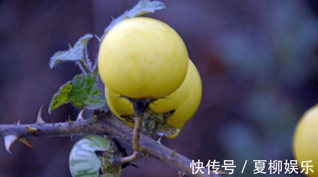 野果|农村1种野果是风湿“克星”1年结1次,常吃关节炎“一去不回”