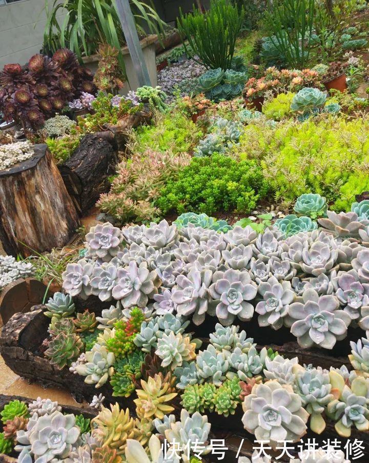 爸妈不在家,我在院子里疯狂种多肉,倍儿爽