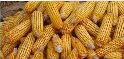 白养|皮肤差要吃，脸色黄要吃，美白养颜更要吃