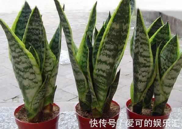 浇水|等了2年的新房终于装了,担心甲醛气味大,养这几盆花准没错