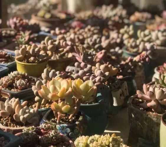 北方露养的日子结束,多肉进屋了,阳光依旧美好!