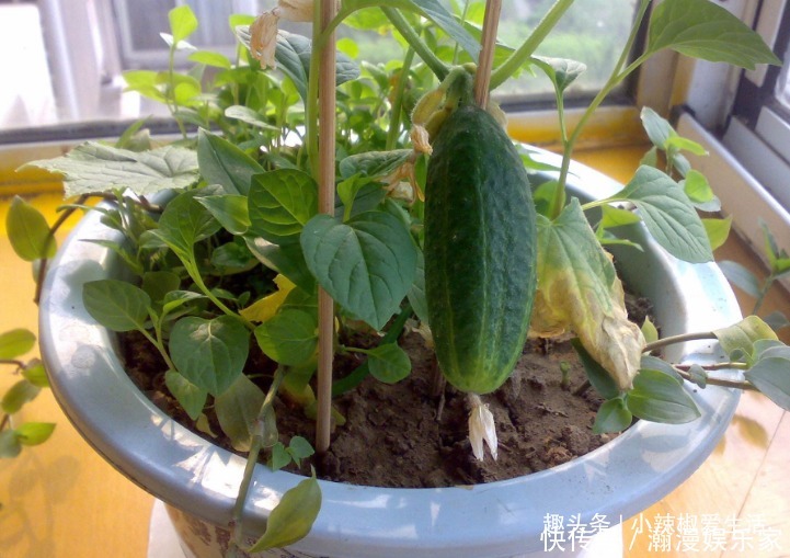 生菜|阳台别再只养花了,这4种蔬菜盆栽,不仅好看,还能吃又健康