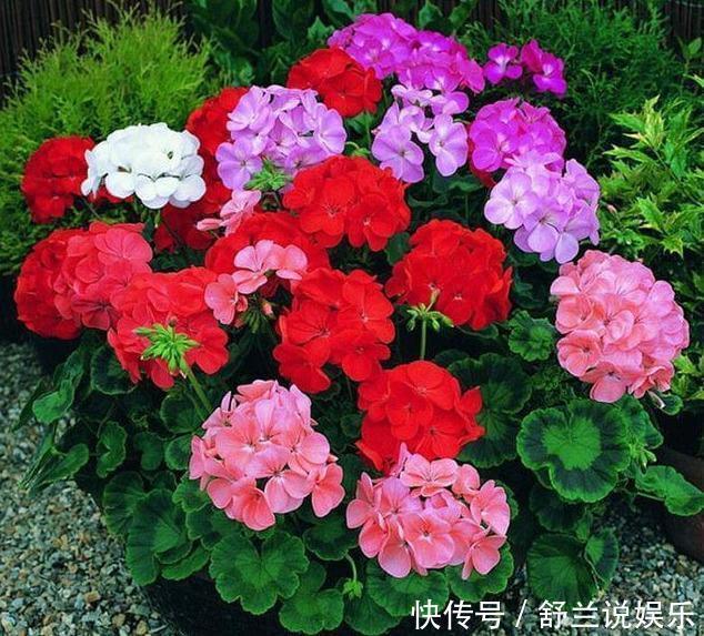 天竺葵“娇惯养”,灿烂满花苞,戳中3个软肋,一年难长个