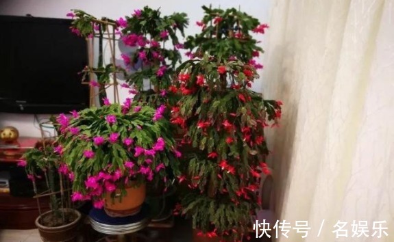 8种花现在赶紧剪,剃光头撸光叶,越狠越爆盆