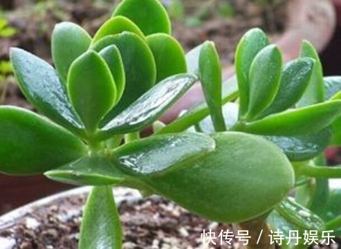 这些花草放在盆里不用管,也一样能爆盆,超级好养活,懒人的福音