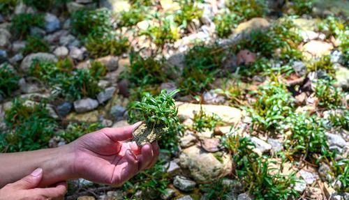 九大|它是国家地理标志产品，长于大别山深处，被誉为“九大仙草之首”