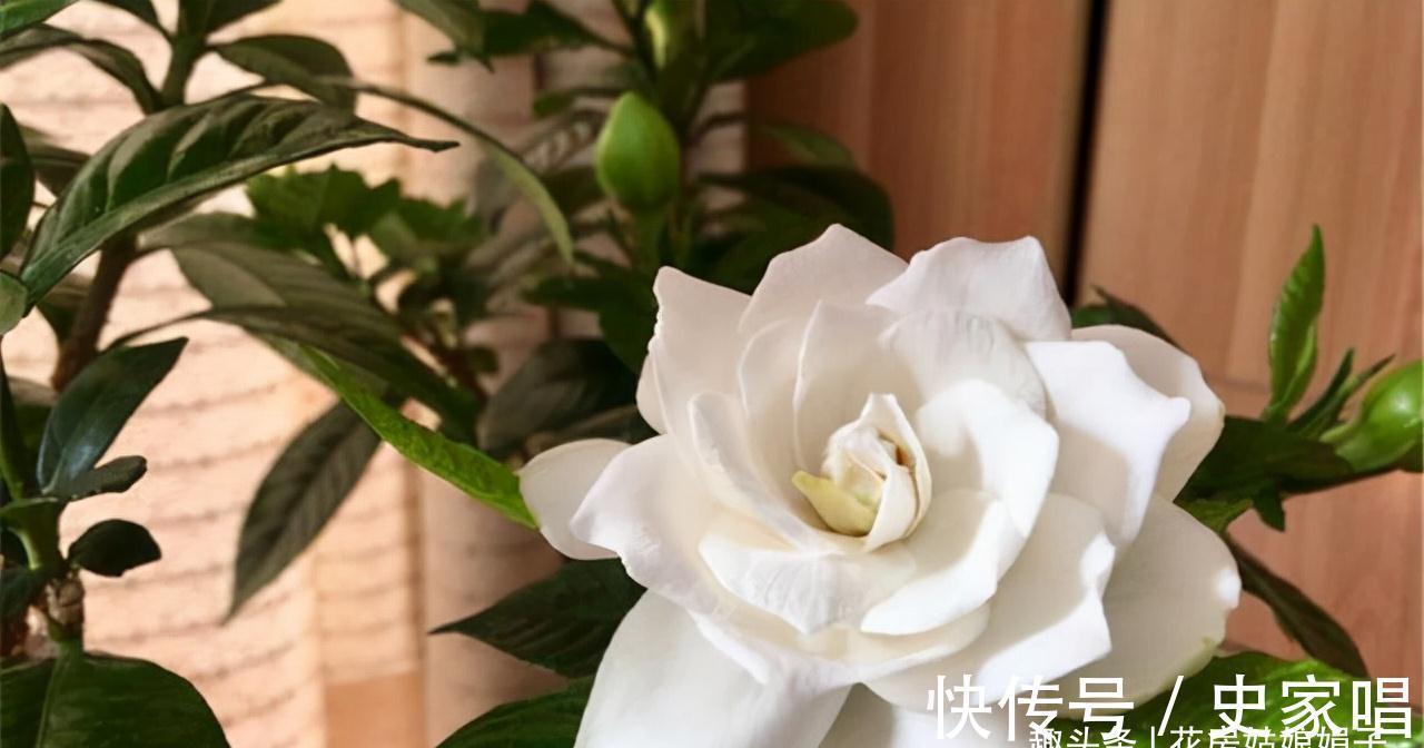 盆栽栀子花价格差别大,它们区别也大,新手养栀子花该如何选择?