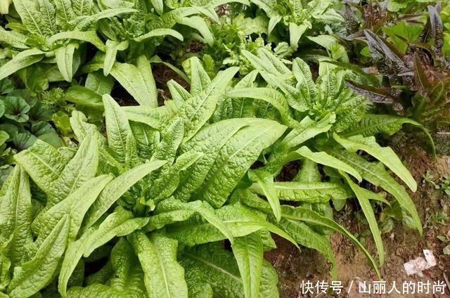 莴苣属|含钙量超过牛奶，叶子香脆可口，嫩茎腌制美味，人称“千金菜”