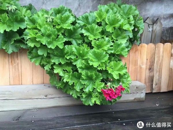 露台花园成型记（篇二）