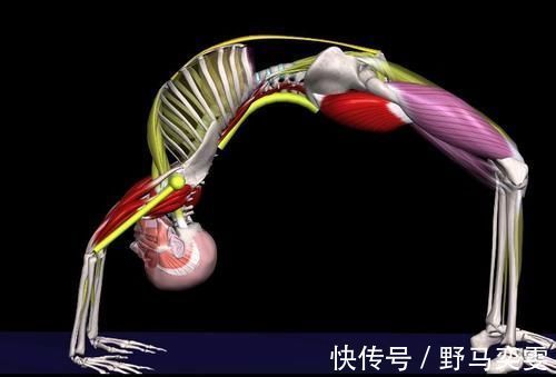 髋屈肌|初学者练瑜伽轮式,这些细节一定要掌握!