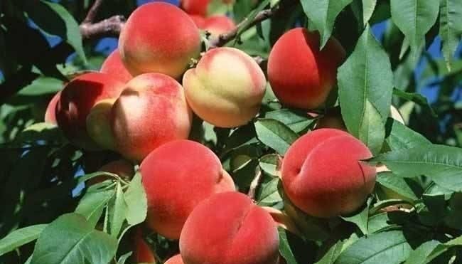 西兰花|女性坚持吃3种食物,排毒养颜、延缓衰老,身体棒棒哒!