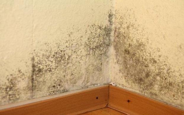 聪明人|家里墙壁发霉别再傻傻花钱重刷，聪明人教你一招，省钱又好用