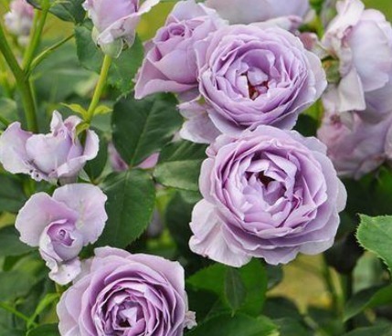 三个国外培育出来的月季，花朵颜色十分鲜艳，而且抗病性能非常强