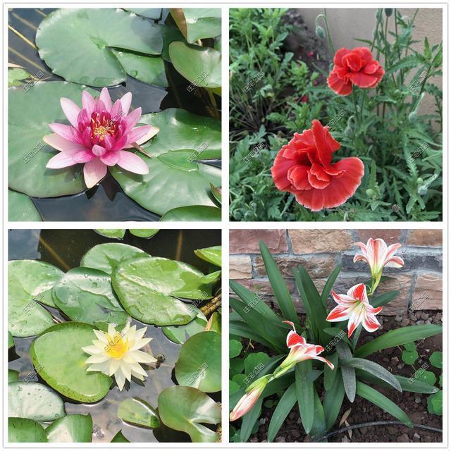 内装|为什么现在的5、60后,不爱社交,开始向往田园养老生活