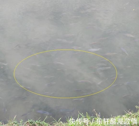 广东惠州巴掌大的罗非鱼,手臂粗的鲶鱼,为啥没人钓