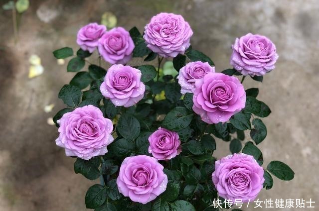 此盆栽花期超长，阳台养一盆，四季赏花，观赏价值高，种植很容易！