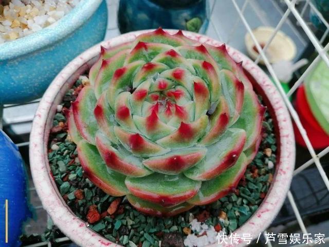 叶子|这种多肉,越浇水越丑,不浇水反而胖成球