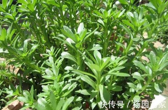 抑菌|救心菜又成“救命菜”，食药两用价值很高，抑菌补血，美容降压
