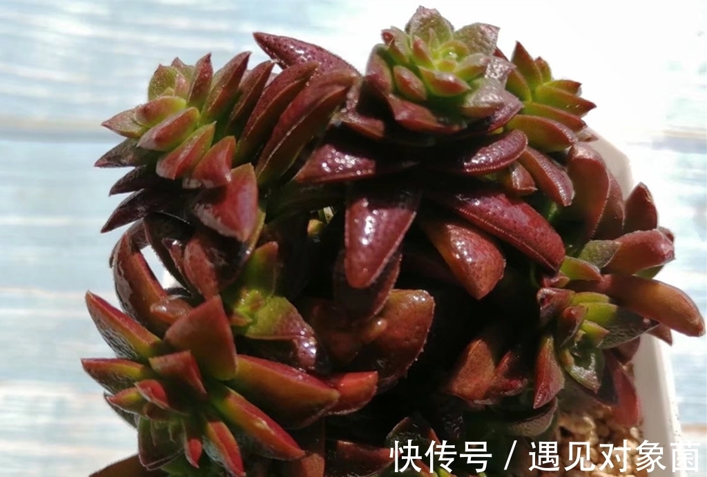 肉友们|为什么养出来的多肉是猪肝色,有什么办法改善吗?办法还是有的