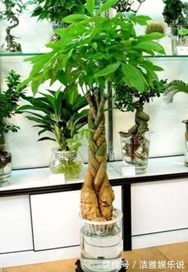 发财树|家养的花不要轻易送人,尤其此4种,寓意好又养人,有钱人都在养
