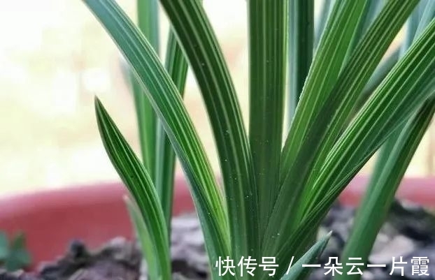 板结|盆栽用土如何配制?6步操作简单有效,盆栽生长更旺盛