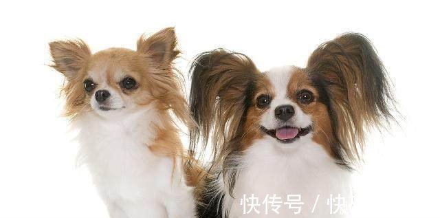 哈希娱乐- 哈希游戏平台- 哈希游戏官方网站十大新手最好养的猫（新手养猫不会选品种的看过来）