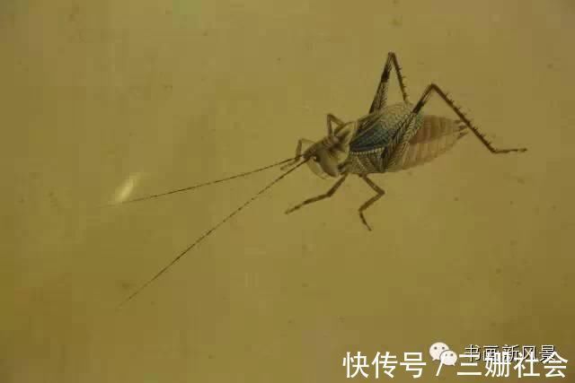 于非闇@齐白石 经典巨创《百虫图卷》，屏息凝神，慢慢欣赏