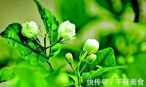 这种皮做成的肥水，养茉莉花，一个月长花苞，连开两次