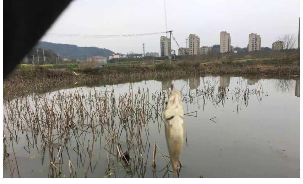 装备|传统钓玩不过台钓？恰恰相反，揭露传统钓不受待见的2个真相